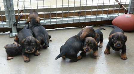Les Chiots à Diam's & Vidok 2010
