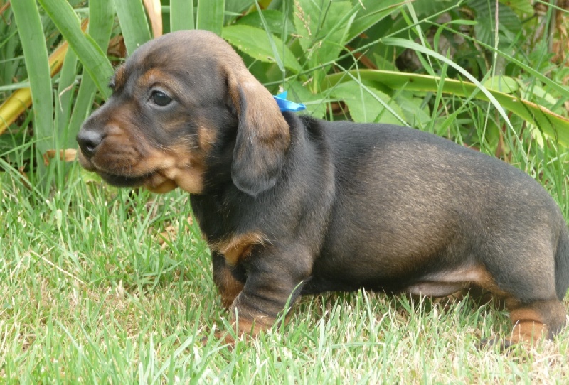 Chiots à Belette et Nadir 2011