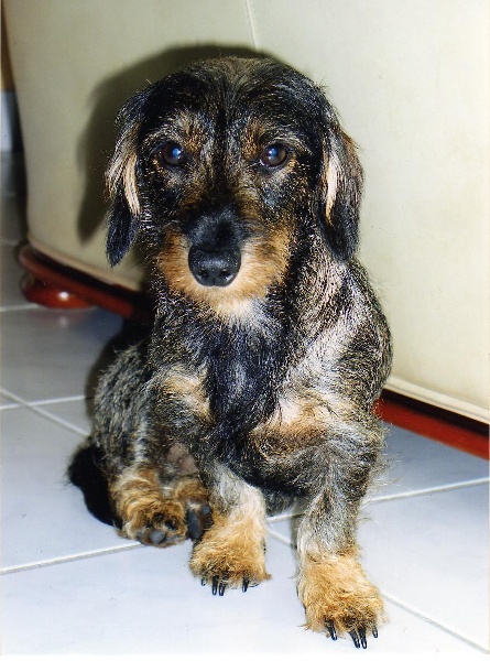 chiens issus Des Landes De Saint Martin