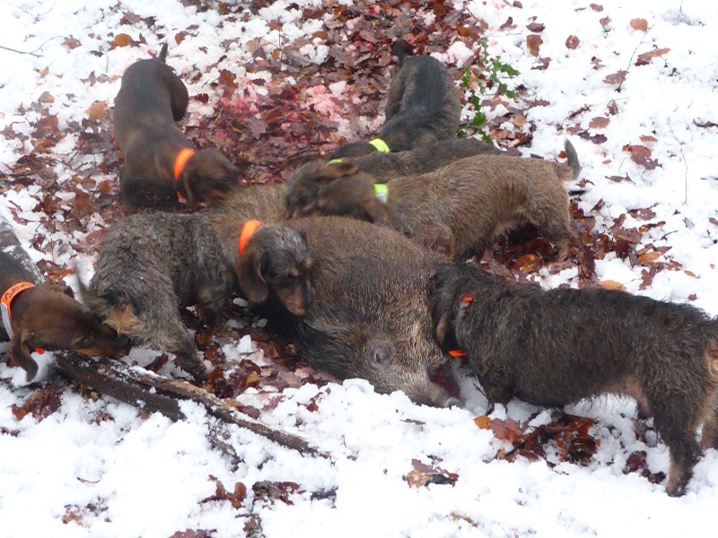 ECOUVES les grandes sauvagères 21 12 09