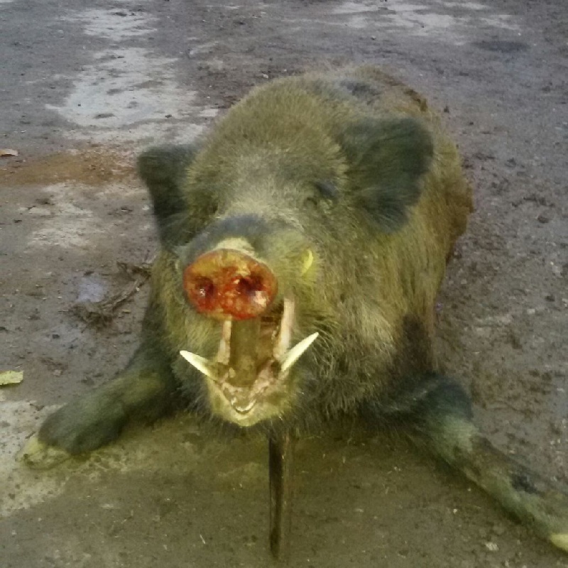 chasse du 2 novembre 2014