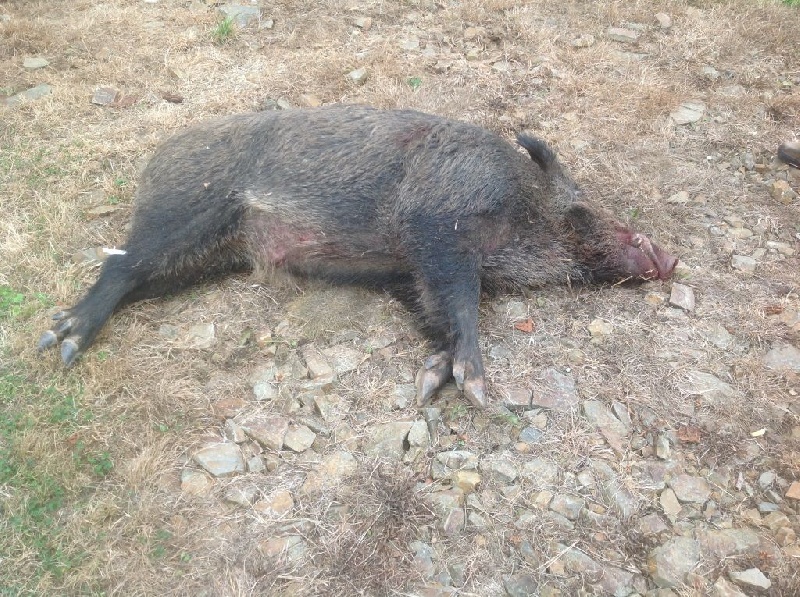 Chasse du 04 Octobre 2014