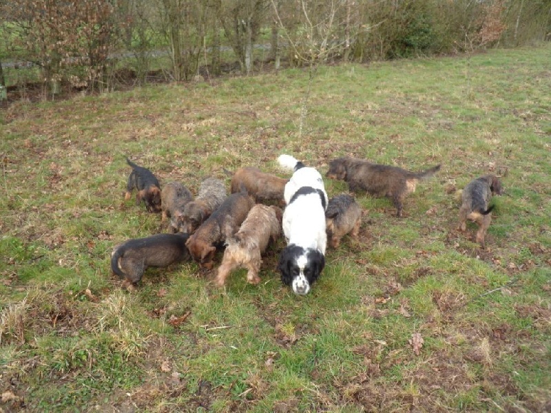 Chasse aux mulots