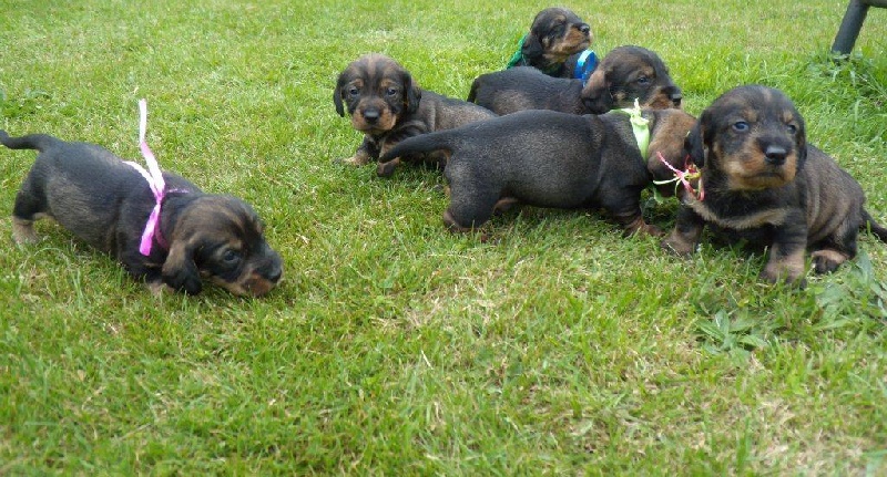 Chiots à Diam's et Vidok 2011