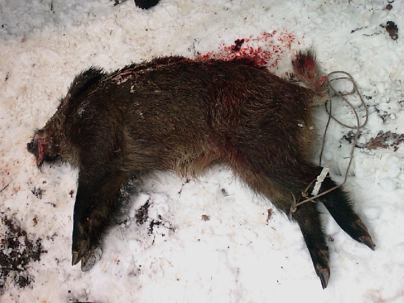 Chasse sous la neige du 11 01 10 une seule victime le sanglier