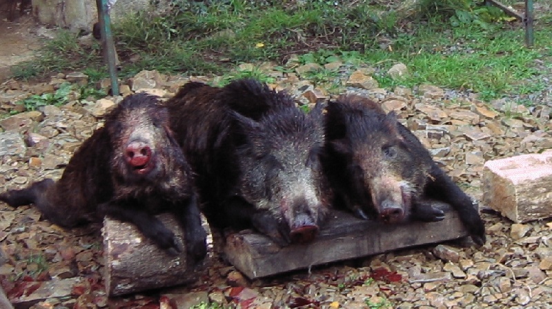 Chasse du 05 novembre 2011