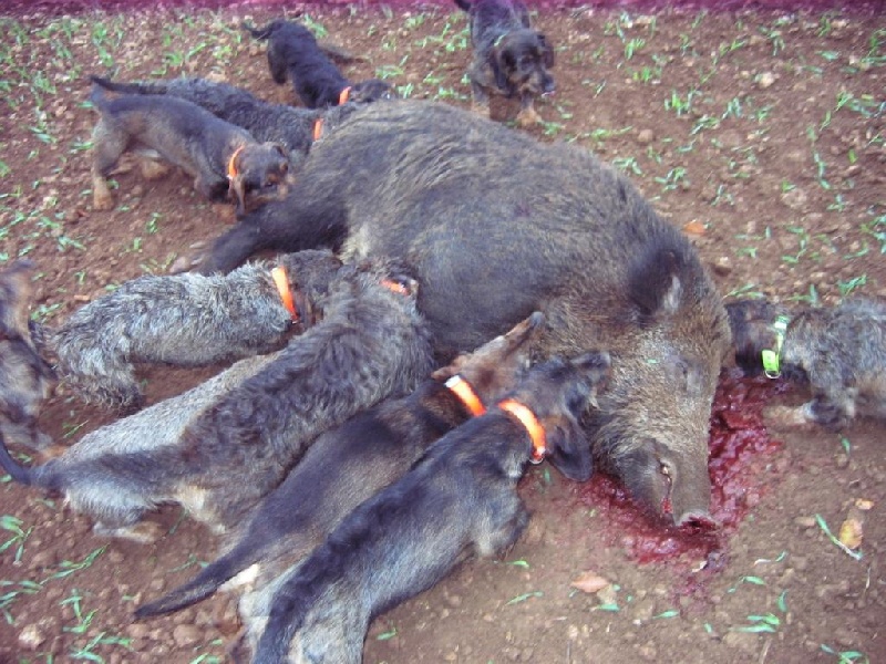 Chasse du 06 novembre 2011